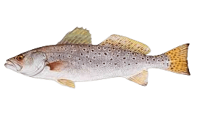 Speckled Trout fishingblaze.com PhotoRoom.png PhotoRoom