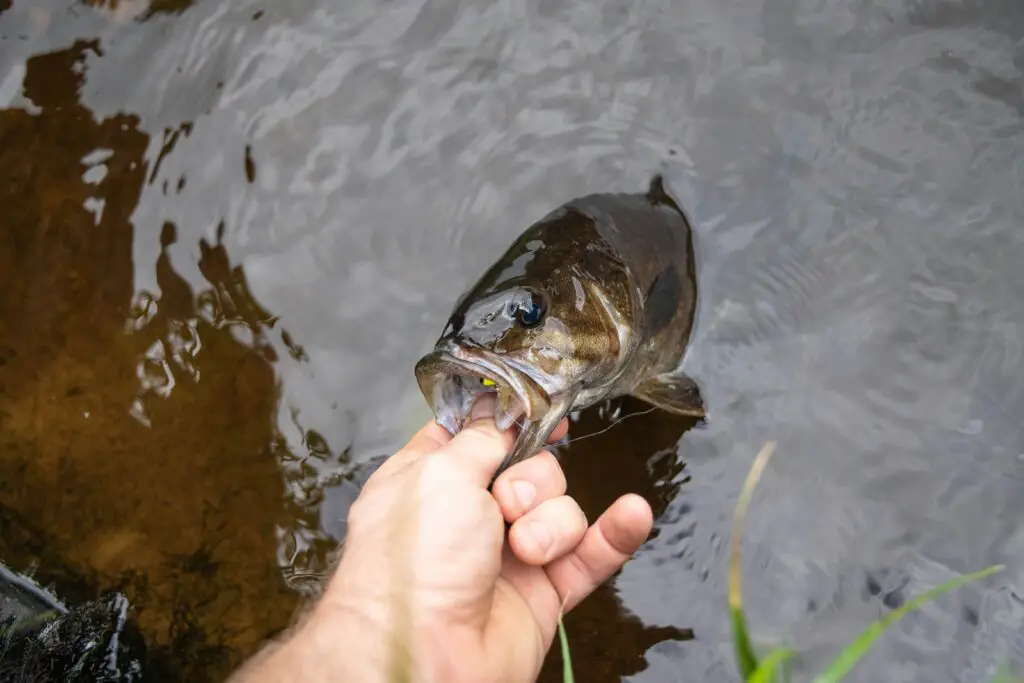 What To Use For SmallMouth bass Entire Guide fishingblaze.com