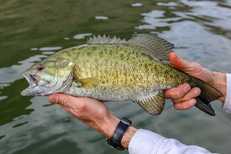 What To Use For SmallMouth bass Ultimate Guide fishingblaze.com