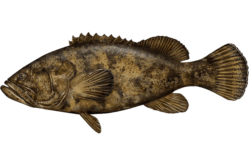 grouper fishingblaze.com PhotoRoom 1.png PhotoRoom 1