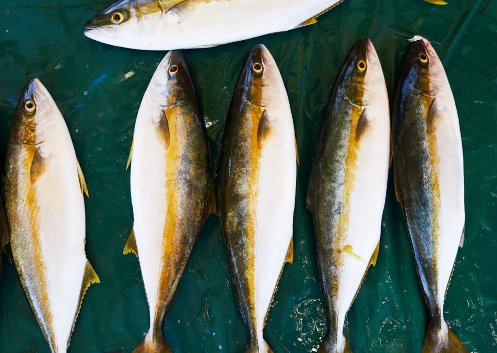 salwater snook fishingblaze.com