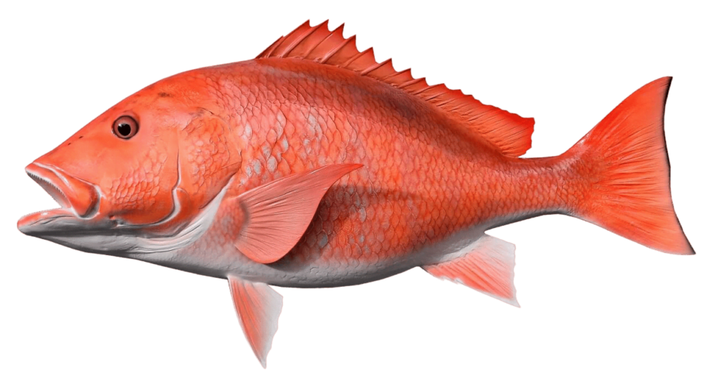 snapper fishingblaze.com